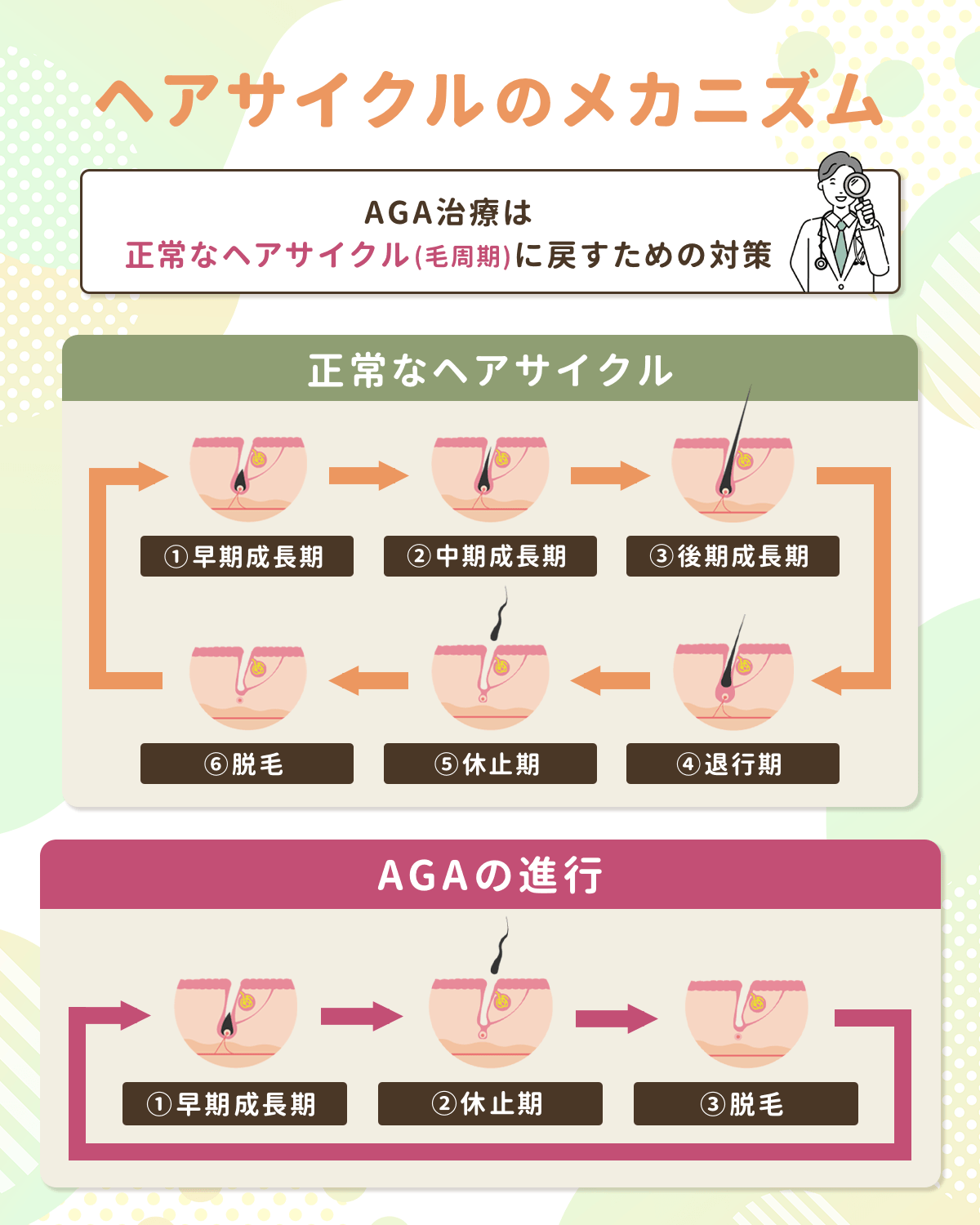 AGA治療でポイントになるヘアサイクルのメカニズム