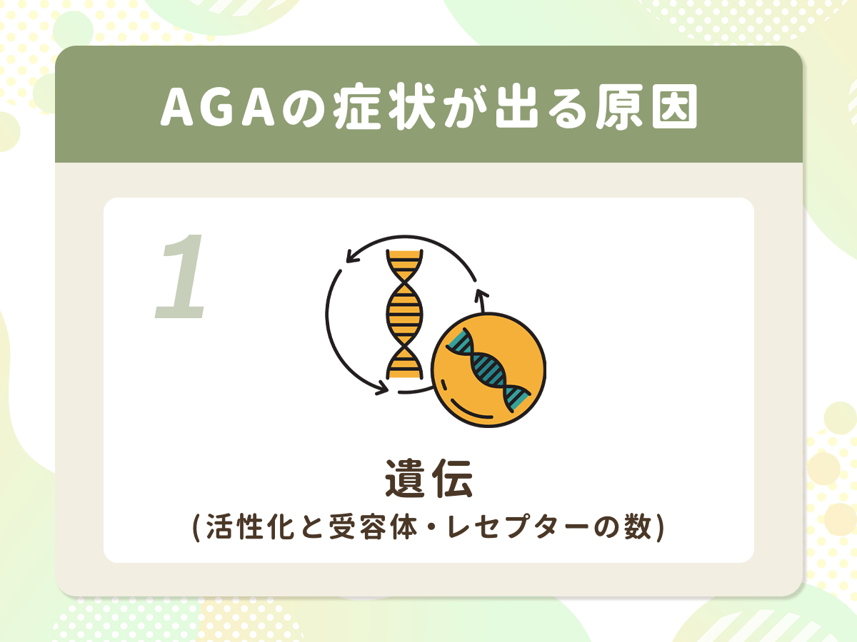 AGA(男性ホルモン型脱毛症)の症状が出る原因①:遺伝(活性化と受容体・レセプターの数)